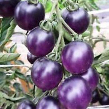 zilie un violetie tomāti