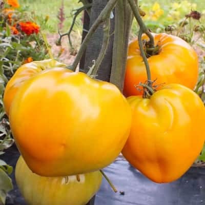 Oranzais_Zementomats_Tomati_ZUTINI