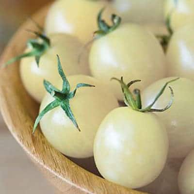 Sniegotais_kirsis_Tomati_ZUTINI