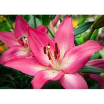 Lilijas dobē ar rozā, smaržīgiem ziediem