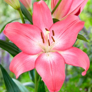 Lilijas ar maigi rozā ziediem
