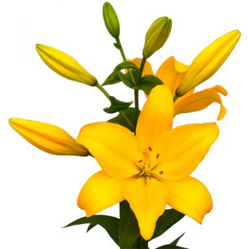 Spilgri dzeltens lilijas zieds ar daudz pumpuriem
