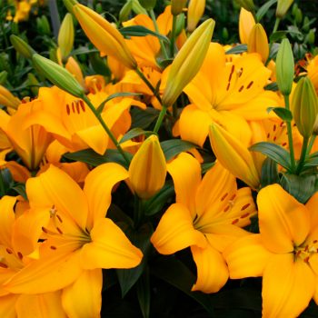 Lilijas ar koši dzelteniem ziediem puķu dobē