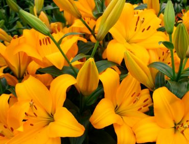 Beau Soleil (Garziedu-Āzijas lilijas hibrīds)