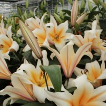 Lilijas ar baltiem-krēmkrāsas ziediem