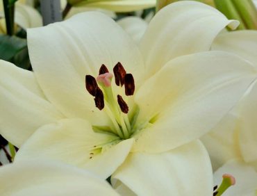 Litouwen (Garziedu-Āzijas lilijas hibrīds)