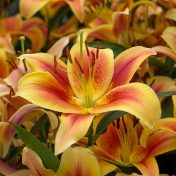 Lilijas ar laškrāsas, persiku, dzelteniem ziediem