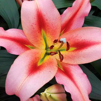 Lilijas ar lašrozā lapām un brīnišķīgu aromātu