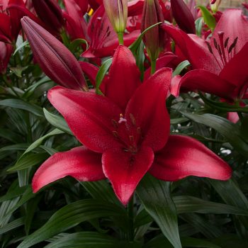 Lilijas ar tumši sarkanas krāsas ziediem
