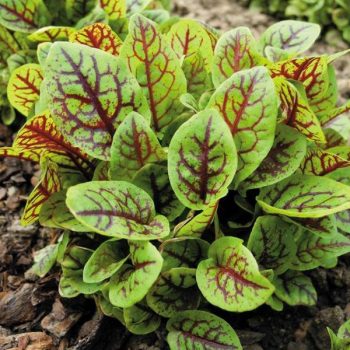 Sarkanās skābenes