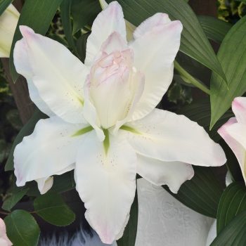 Lilijas ar baltiem, aromātiskiem ziediem