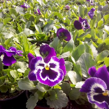 Atraitnītes ar violetiem ziediem