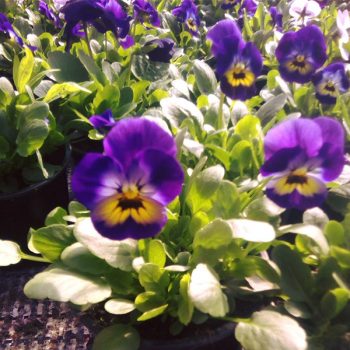 Atraitnītes ar violetiem, oranžiem ziediem