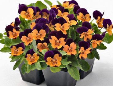 Atraitnītes (sīkziedu) – Twix Orange Purple Wing
