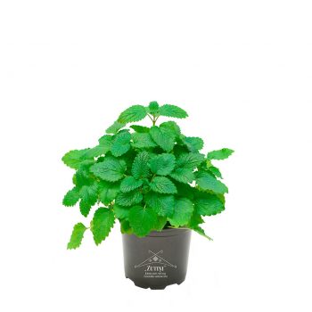 Citronmelisa melnā podiņā