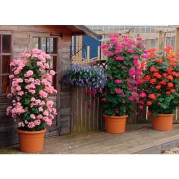 Kāpelējošās pelargonijas podos ar rozā un sarkaniem ziediem