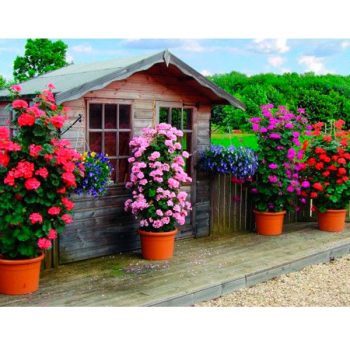 Kāpelējošās pelargonijas podos ar rozā un sarkaniem ziediem