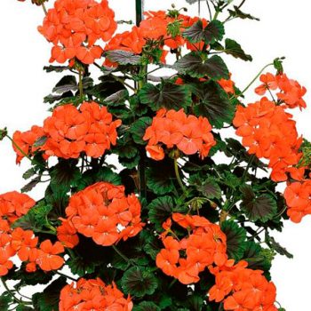 Kāpelējošā pelargonija ar sarkaniem ziediem Antik Orange