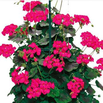 Kāpelējošā pelargonija ar violetiem ziediem Antik Orange