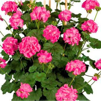 Kāpelējošā pelargonija ar rozā ziediem Antik Orange