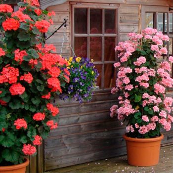 Kāpelējošās pelargonijas podos ar rozā un sarkaniem ziediem