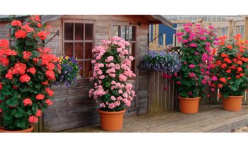 Kāpelējošās pelargonijas podos ar rozā un sarkaniem ziediem