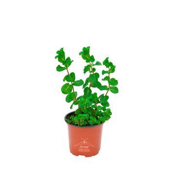 Mohito mētra brūnā podiņā