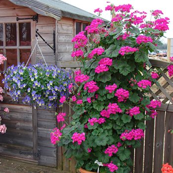 Kāpelējošās pelargonijas podos ar rozā ziediem