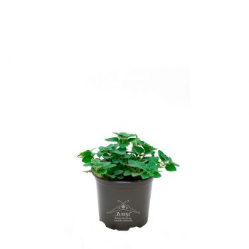 Raudene (oregano) melnā podiņā