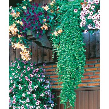 Indiāņu piparmētra puķu podā kopā ar petūnijām un pelargonijām