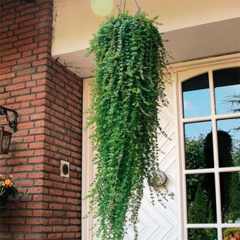 Indiāņu piparmētra nokarenajā podā mājas verandā