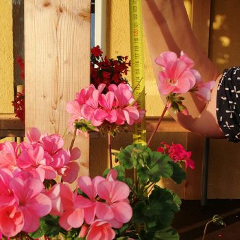 Kāpelējošās pelargonijas garums