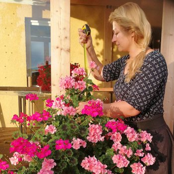 Tiek mērīts kāpelējošās pelargonijas garums