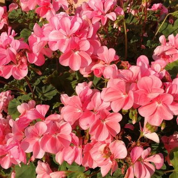 Kāpelējošās pelargonijas ar rozā ziediem