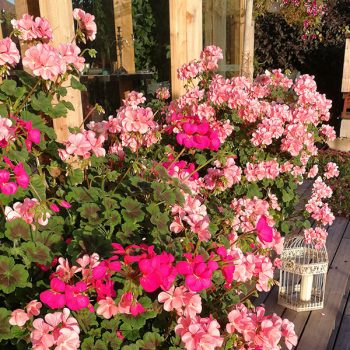 Kāpelējošās pelargonijas ar rozā ziediem uz mājas terases
