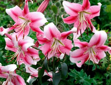 Anastasia LILIJKOKS (Orientālās-Trompešu lilijas hibrīds)