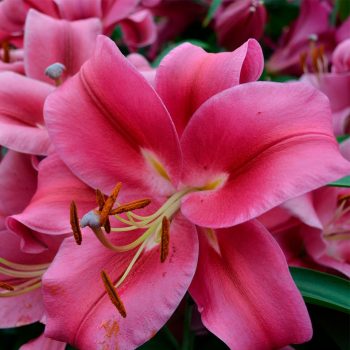 Orientālās trompešu lilijas ar aromātiskiem, rozā ziediem