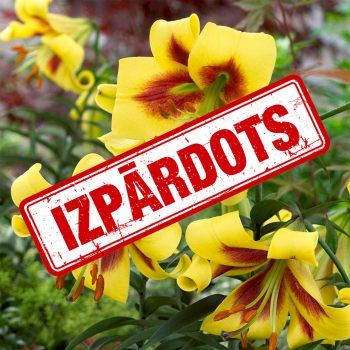 Orientālās trompešu lilijas Robert Swanson ziedi tuvplānā