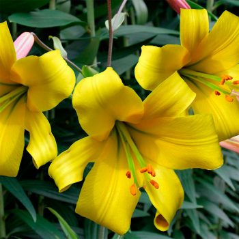 Golden Splendour tīģerlilijas zieds tuvplānā