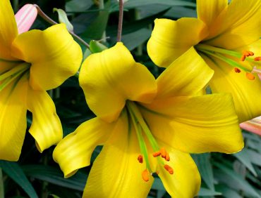 Golden Splendour (trompetlilijas)
