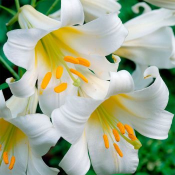 Regale Album tīģerlilijas zieds tuvplānā