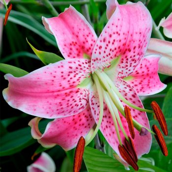 Speciosum Var Rubrum Uchida lilijas zieds tuvplānā