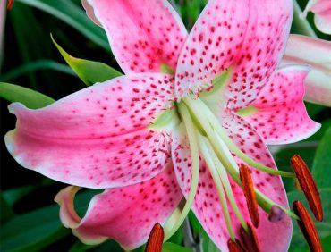Speciosum Var Rubrum Uchida lilijas