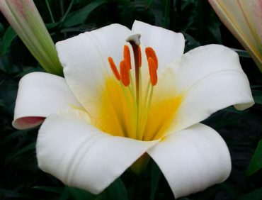 White Planet (trompetlilijas)