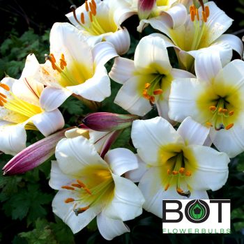 White planet Trompetlilija lilijas ZUTINI