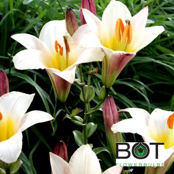 White planet Trompetlilija lilijas ZUTINI