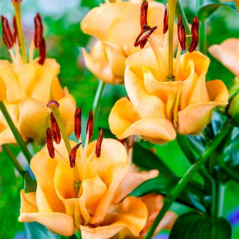 Apricot Fudge lilijas zieds tuvplānā