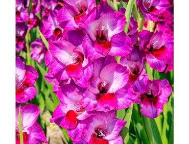 Alfafa gladiolas