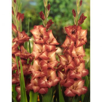 Antica gladiolas