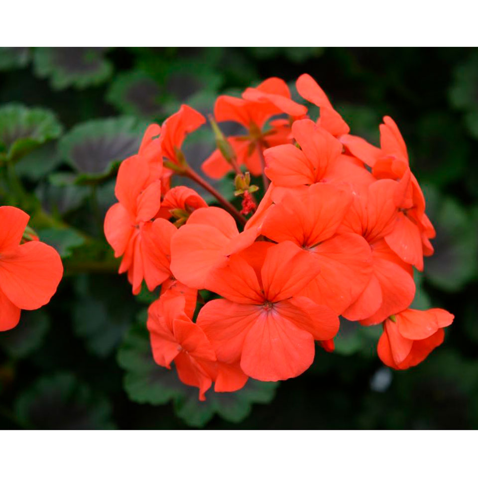 Antik_Orange_Kapelejosa_pelargonija_ZUTINI-1 Kāpelējošā pelargonija Antik Orange zieds tuvplānā